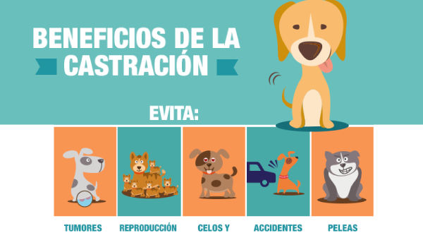 Hoy se suspendió la castración a mascotas: será el miércoles