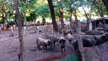 Los Pumas clausuraron un criadero de cerdos a un vecino de Diaz