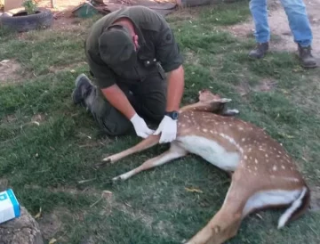 Encontraron un ciervo muerto en Díaz: Habría huído de las quemas