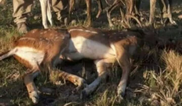 Jóvenes de Carrizales cazaron un ciervo y causó indignación entre los vecinos