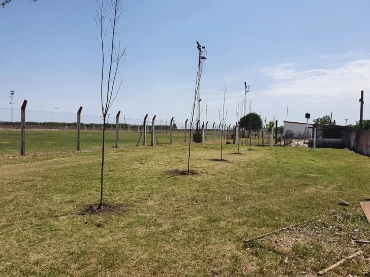 Por tercera vez el Club Maciel sufrió la rotura de plantas en su predio