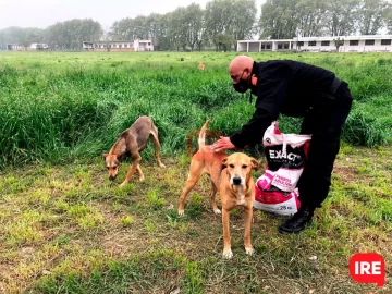 Juntan firmas para que no lleven a los perros de la colonia al IMuSa