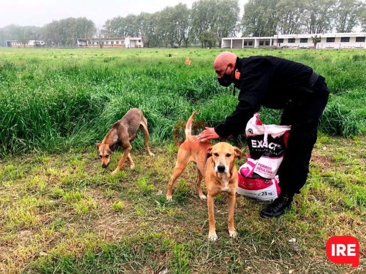 Juntan firmas para que no lleven a los perros de la colonia al IMuSa