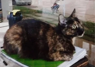 Indignación en Oliveros: Apareció ahorcada la gatita mascota del club Sp Belgrano