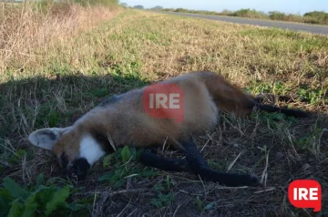 Encontraron otro aguará guazú atropellado a la vera de la 65, cerca de Díaz