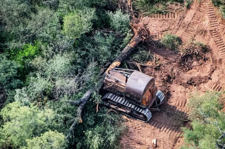 La cuarentena no frenó a los deforestadores y arrasaron con más de 48 mil hectáreas en el norte