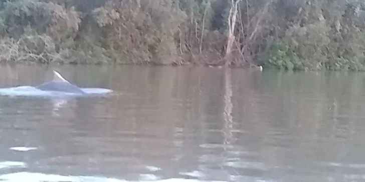 Sorpresa en el Paraná: Filmaron a un delfín nadando en el delta