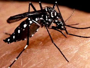 Autóctono: Un hombre contrajo dengue en San Lorenzo