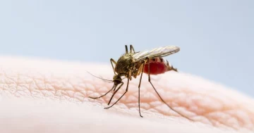 A descacharrar: Confirmaron diez casos de dengue en Santa Fe