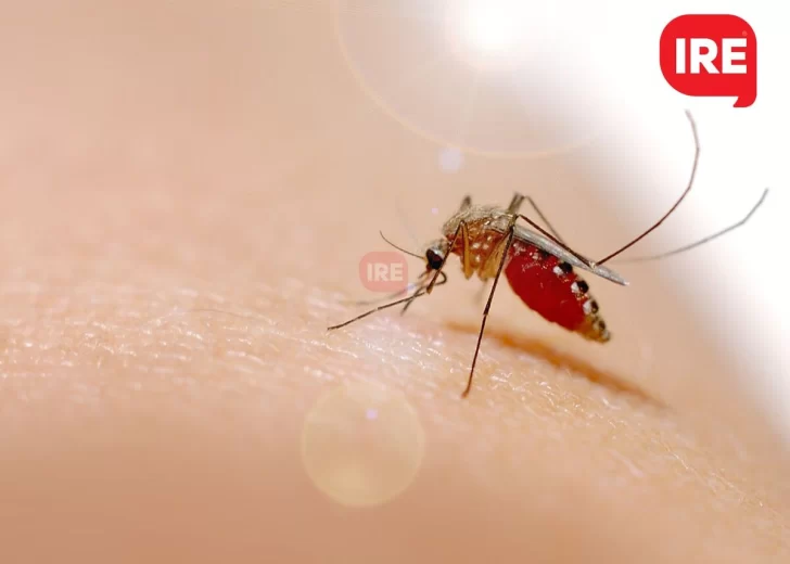 Confirmaron el primer caso de dengue en Barrancas y piden extremar las medidas