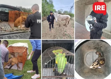 En septiembre la Policía Ecológica rescató a más de setenta animales