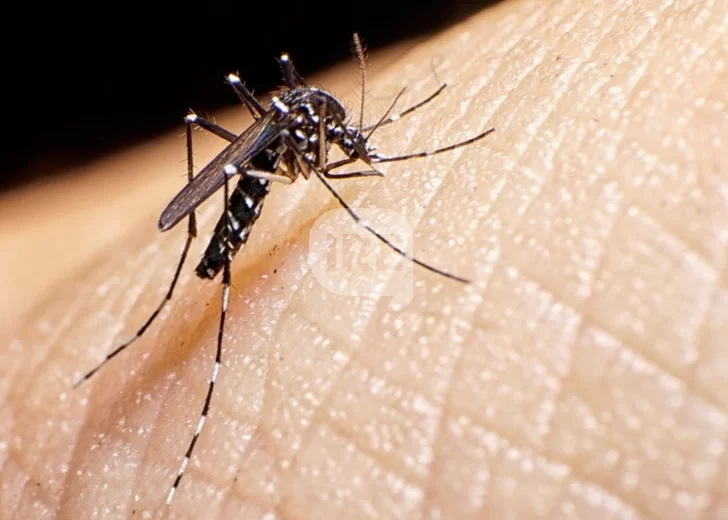 Salud confirmó 11 casos de dengue autóctono en Santa Fe y piden extremar los cuidados