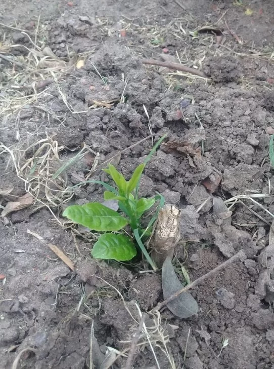 Se robaron árboles frutales frente a la Fundación ABBA