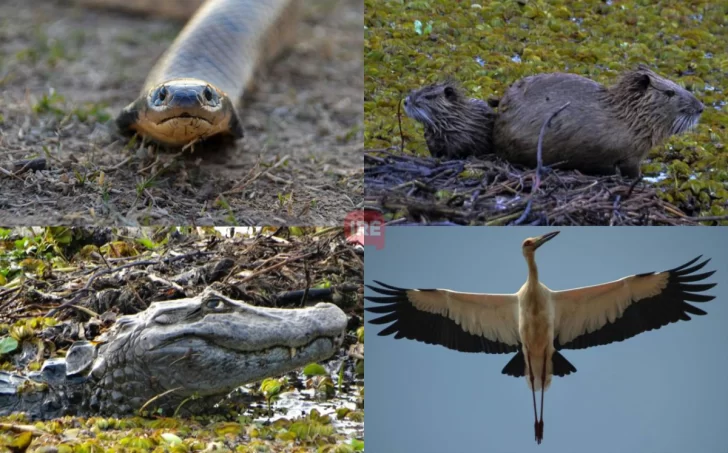 Animales y humedales: “La idea es transmitir en una foto lo que no cuidamos”