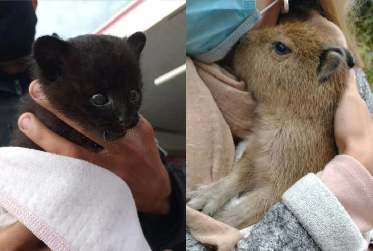 Rescataron a cachorros de carpincho y gato montes que los tenían como mascotas