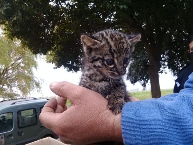 Arreglaban un camino rural y encontraron un cachorro de gato montes