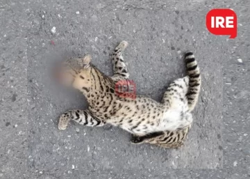 Un cachorrito de gato montés murió atropellado entre Andino y Serodino