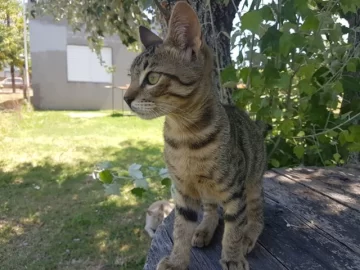 Son de Monje, encontraron un gatito en Oliveros y buscan su familia