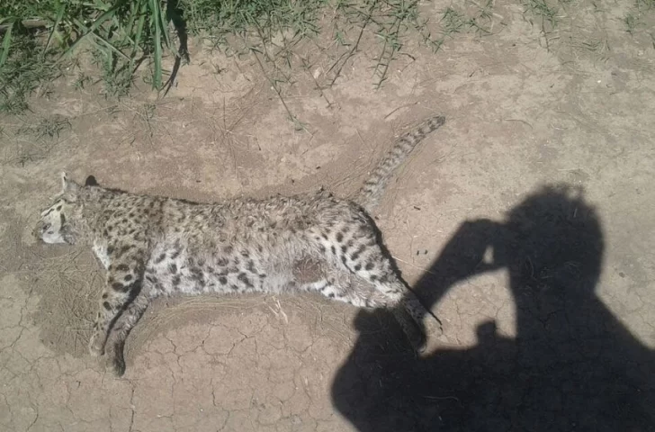 Encontraron muerto a un gato montes de gran tamaño en Timbúes