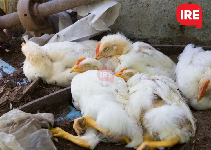 Confirmaron un caso de gripe aviar en Totoras y es el quinto en la provincia