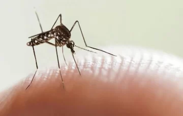 Los SAMCos no cuentan con un protocolo específico contra el dengue