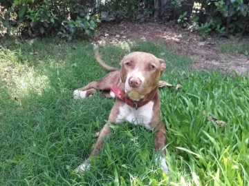 Apareció en su casa y buscan a su dueño