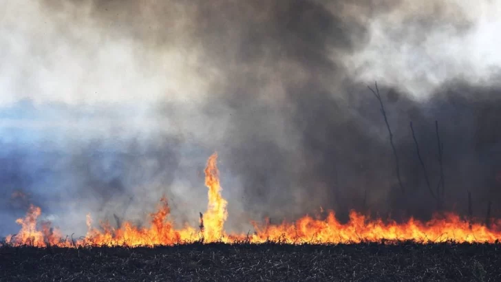 Ecosistemas protegidos: Sancionaron la Ley que prohíbe vender terrenos incendiados