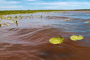 Destinado a hacer historia: Las islas de Gaboto claves en el estudio hídrico y de vegetación