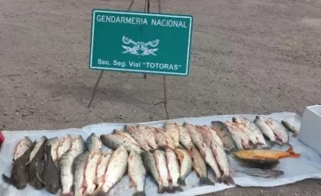 Trasladaban pescado de Gaboto a Córdoba en auto y fueron sancionados