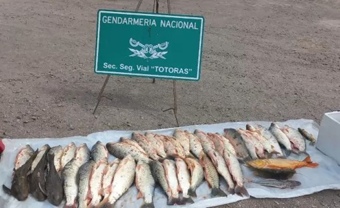 Trasladaban pescado de Gaboto a Córdoba en auto y fueron sancionados