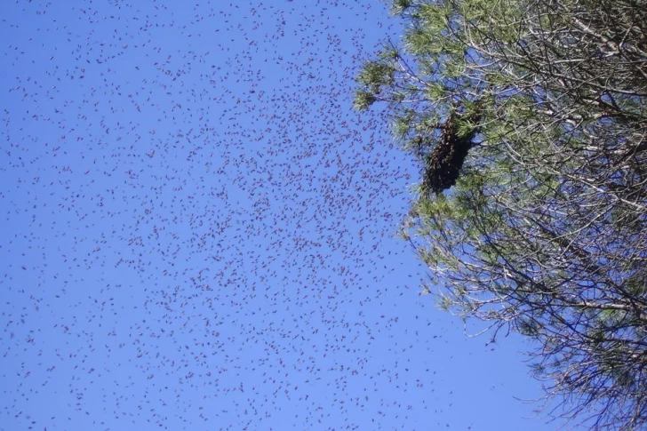 Un vecino de Barrancas sufrió un grave ataque de abejas: Le sacaron 70 aguijones