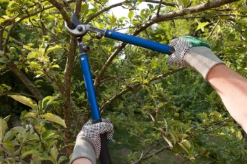 Es época: Barrancas dictará un curso sobre poda de árboles