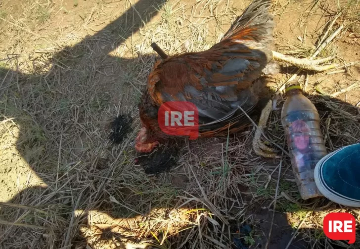 Macabro: Encontraron una escena de magia negra en Díaz