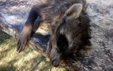 Muy raro: Encontraron tres mapaches muertos en el camino de Puerto Aragón