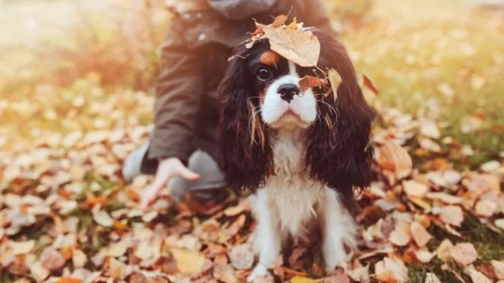 Continúa la campaña de castración para perros y gatos