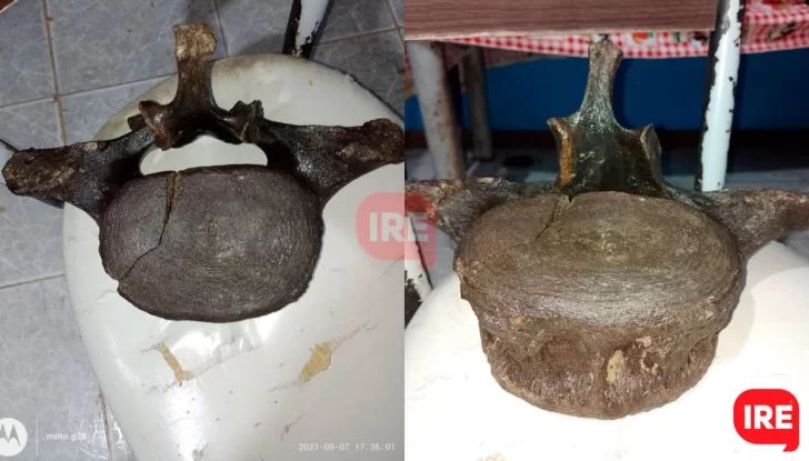 Hallaron más restos donde estaba el cráneo de mastodonte en Andino