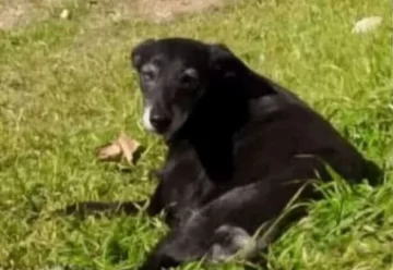 Buscan hogar para Negrita, una perra adulta que fue atacada por otros canes en la Colonia