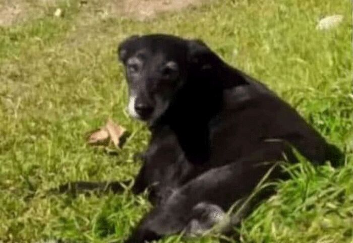 Buscan hogar para Negrita, una perra adulta que fue atacada por otros canes en la Colonia