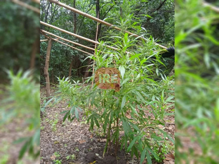 Secuestraron una planta de marihuana de casi dos metros cerca de las viviendas de la colonia
