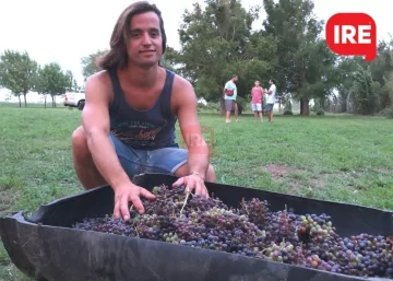 El vino producido en Serodino entró en su fase final: “Está rico, está bueno”