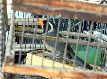 Puerto Aragón: Rescataron aves en cautiverio de un fin de semana