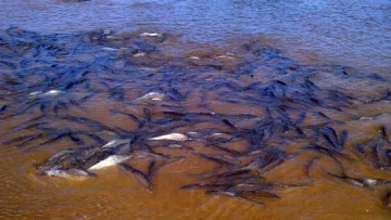 Sin pescadores, cientos de peces reaparecieron en el río Paraná