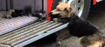 Emotivo rescate: Bomberos salvaron a una perra y sus cachorritos