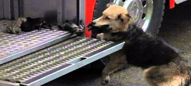 Emotivo rescate: Bomberos salvaron a una perra y sus cachorritos