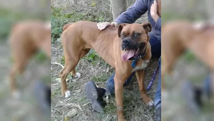 Encontraron a la mascota perdida en la región y vuelve a su hogar