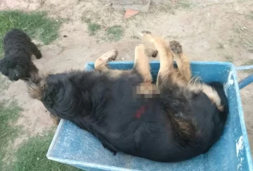 Violencia extrema en Gaboto: Mató a la perrita de su vecina de dos tiros