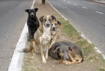 Animales sueltos: un problema y una solución que abarca a todos