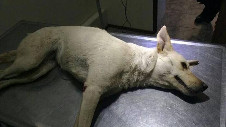 Rescataron a una perrita tras un accidente y buscan a sus dueños