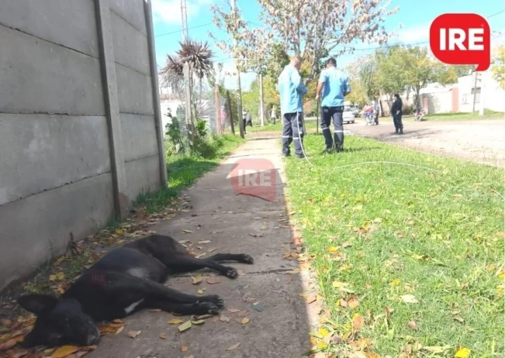 Se cayó un cable de la luz cerca de la primaria y mató a un perrito