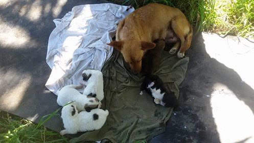 Tras ser abandonados, cinco cachorritos y su mamá están en adopción